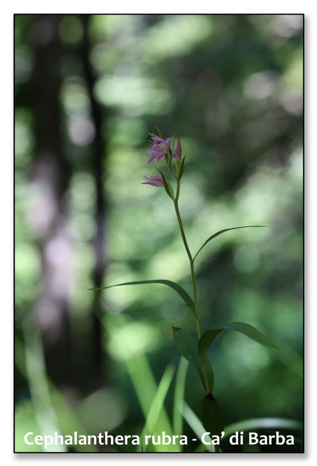 Orchidee di luglio al confine tra Toscana ed Emilia